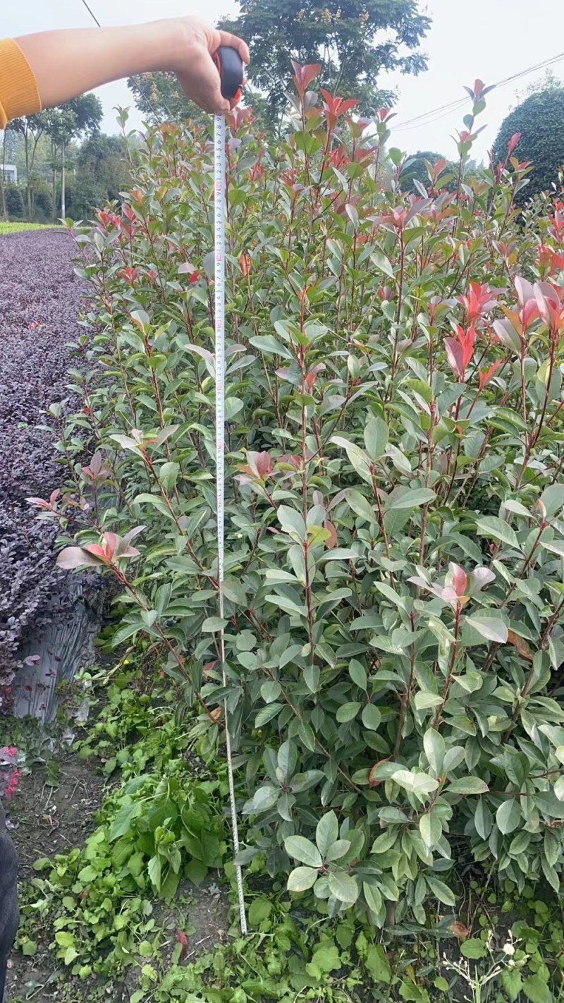 红叶石楠绿篱30-1.5米高杯苗美植袋基地直销