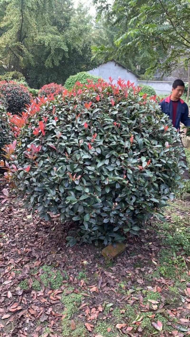 红叶石楠球80-1.5米，红叶石楠柱系列产品，一手货源