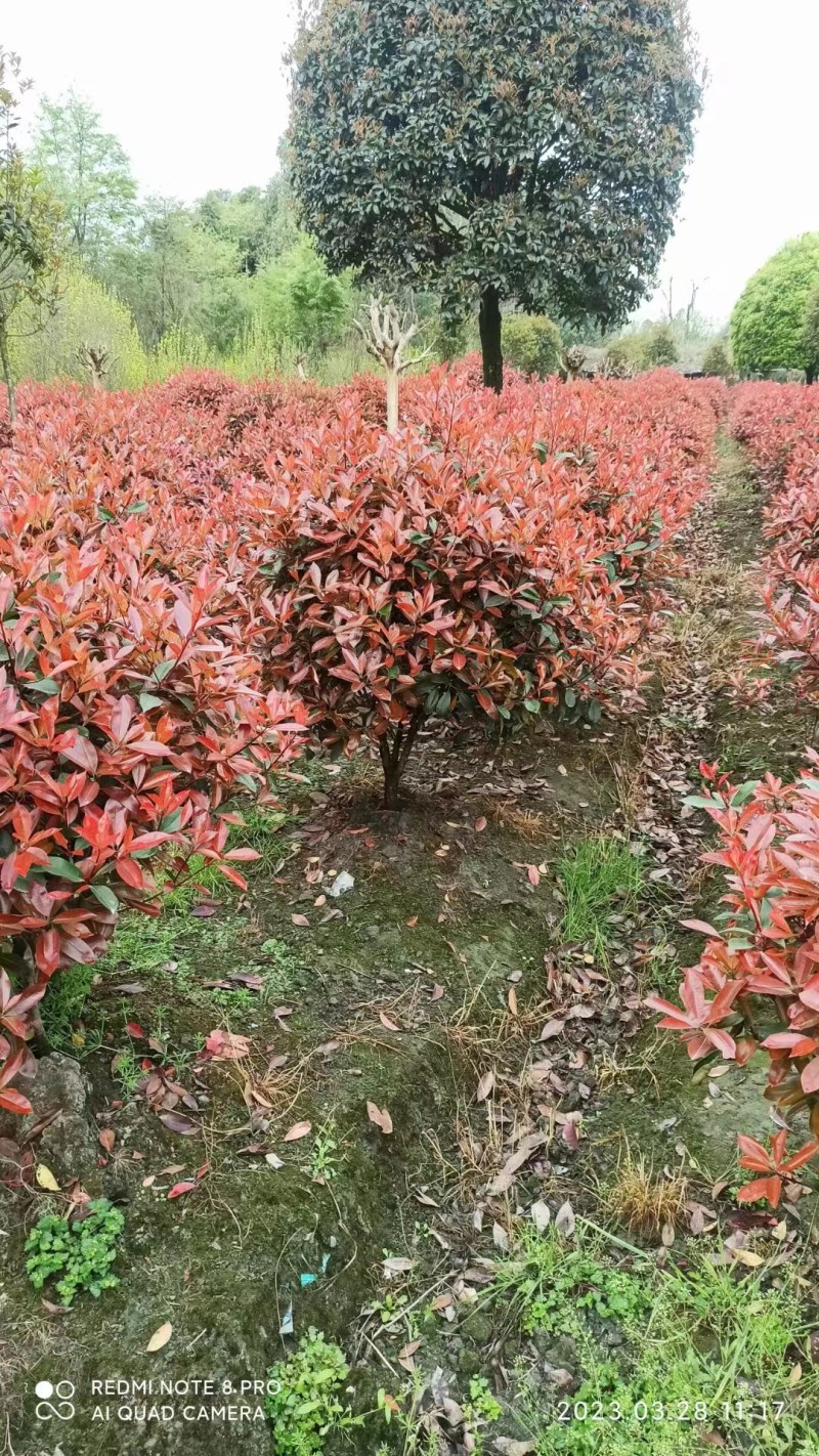 红叶石楠球80-1.5米，红叶石楠柱系列产品，一手货源
