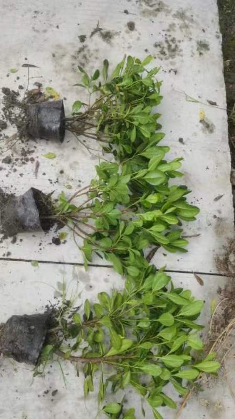 海桐杯苗地苗30-50高园林绿化工程苗基地直销