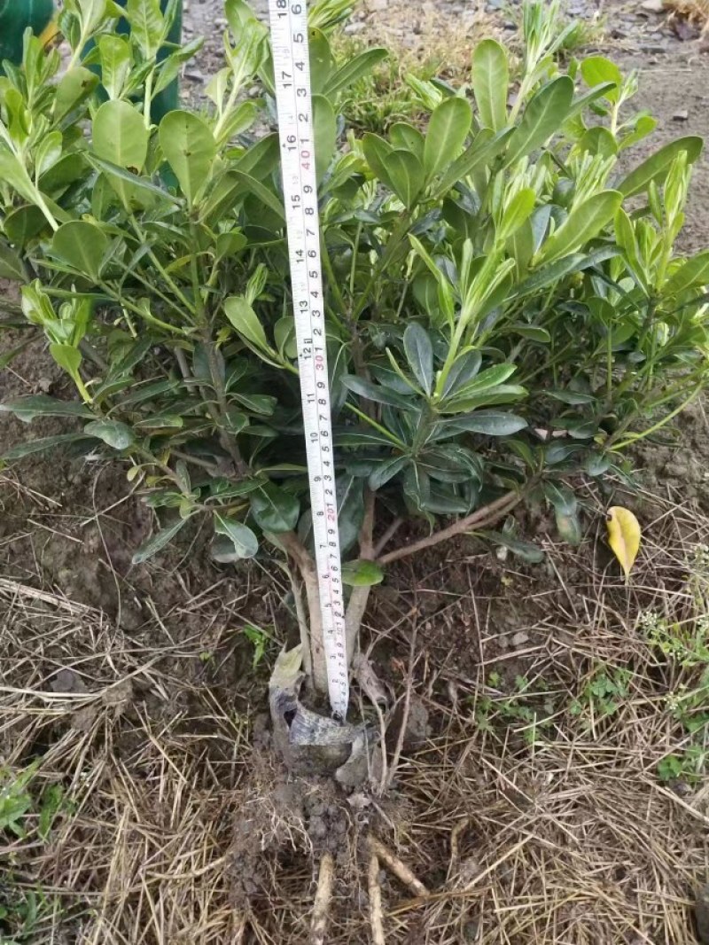 海桐杯苗地苗30-50高园林绿化工程苗基地直销