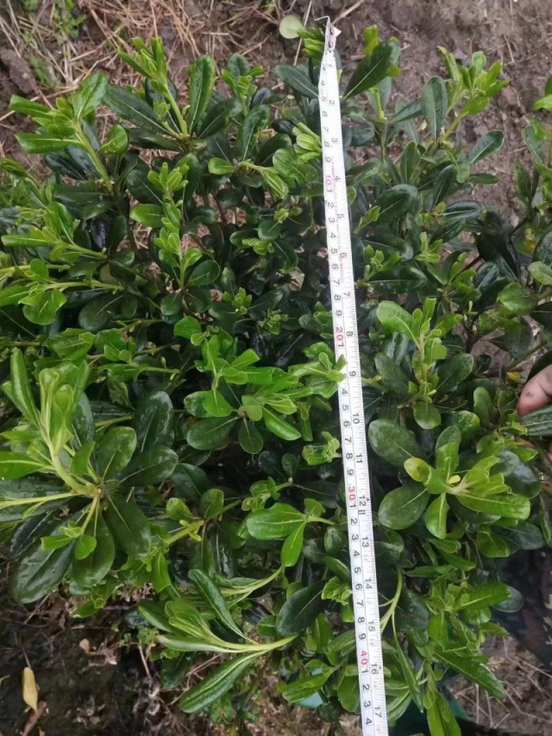 海桐杯苗地苗30-50高园林绿化工程苗基地直销