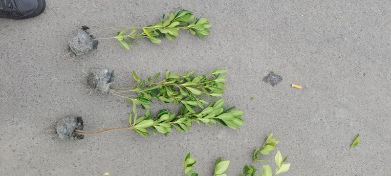 海桐杯苗地苗30-50高园林绿化工程苗基地直销