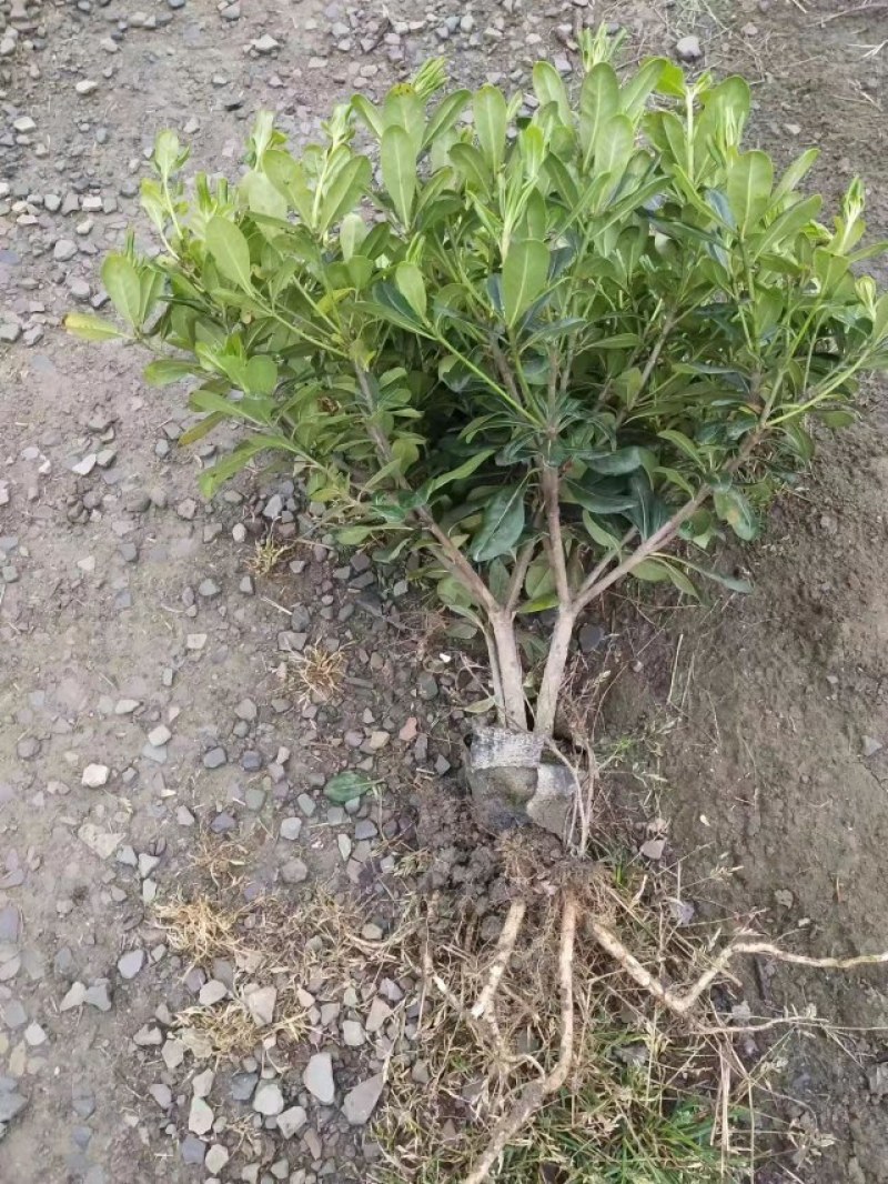 海桐杯苗地苗30-50高园林绿化工程苗基地直销