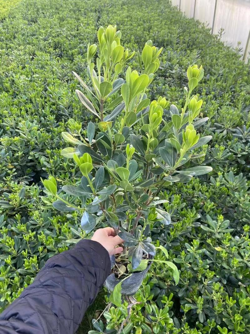 海桐杯苗地苗30-50高园林绿化工程苗基地直销