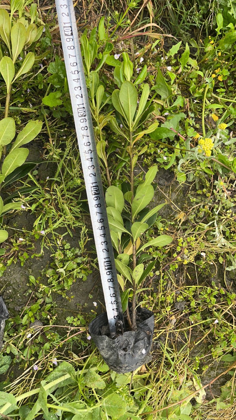 海桐杯苗地苗30-50高园林绿化工程苗基地直销