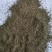 经营各种蒲公英
