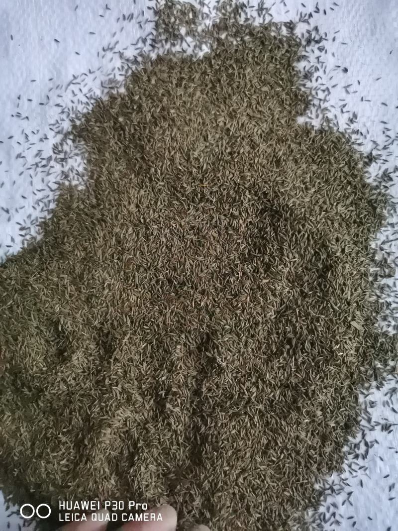 经营各种蒲公英
