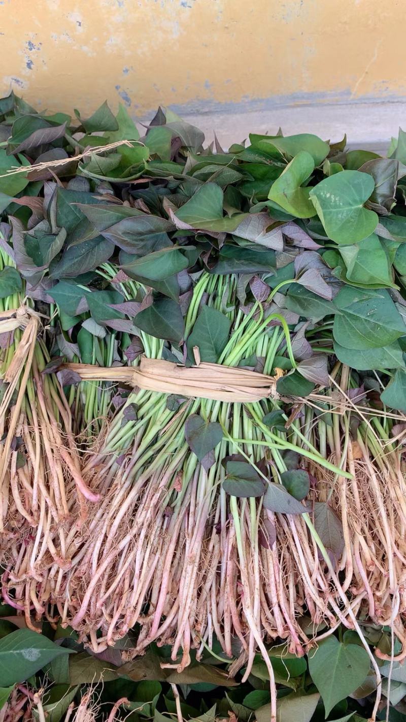 秦皇岛市卢龙县新琳甘薯种植合作社，