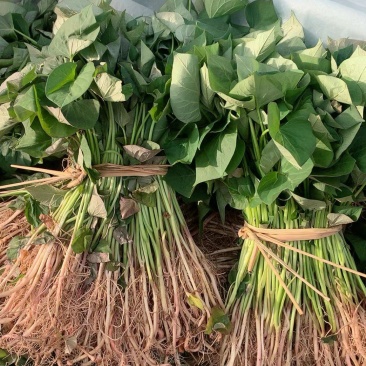 秦皇岛市卢龙县新琳甘薯种植合作社，
