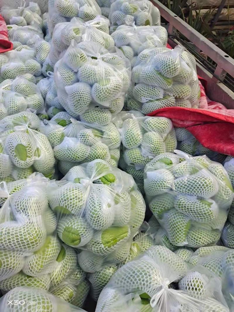 云南精品佛手瓜基地直发品质保证量大从优欢迎联系