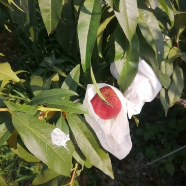 成都简阳油桃