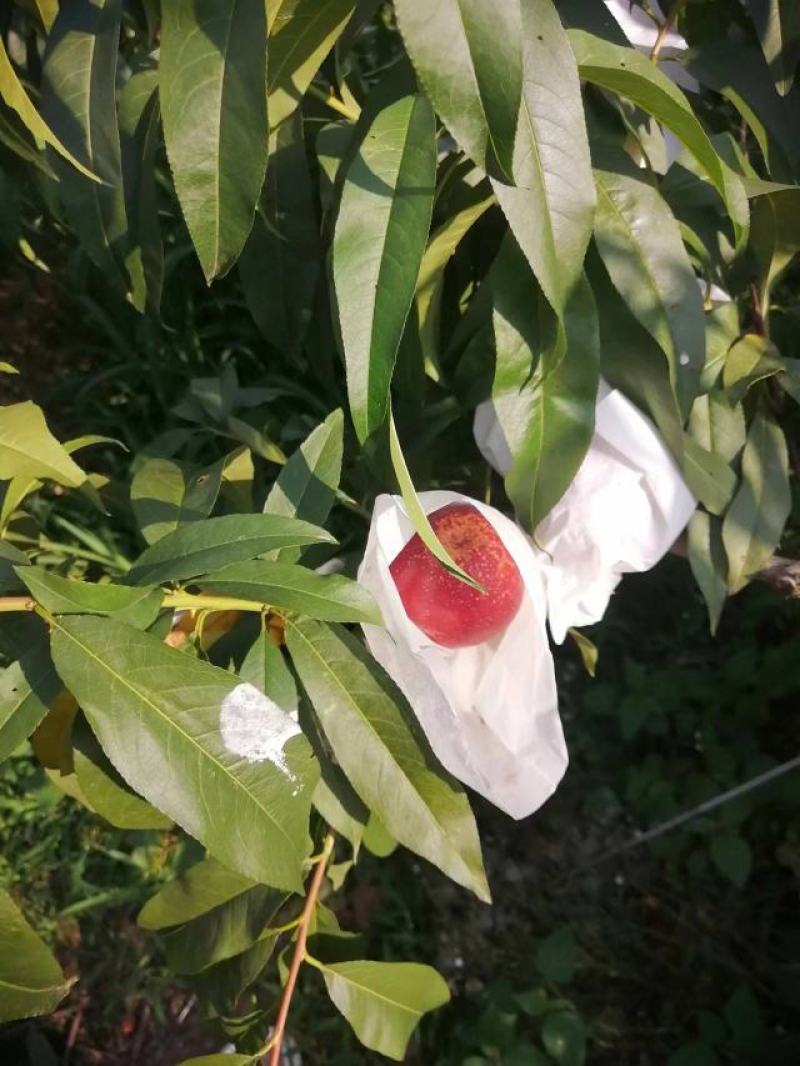 成都简阳油桃