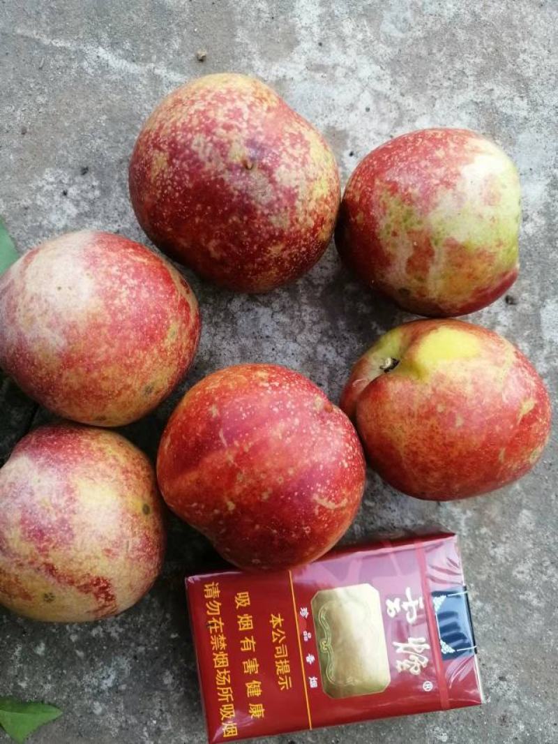 成都简阳油桃