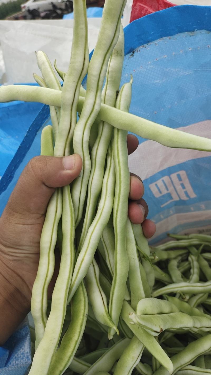 优质白不老豆角产地直发货源充足质量保证商超品质