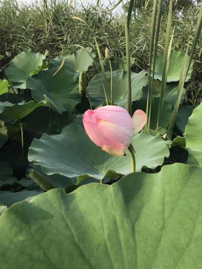 今年新出精品荷花新鲜莲花大量上市供应发货新品