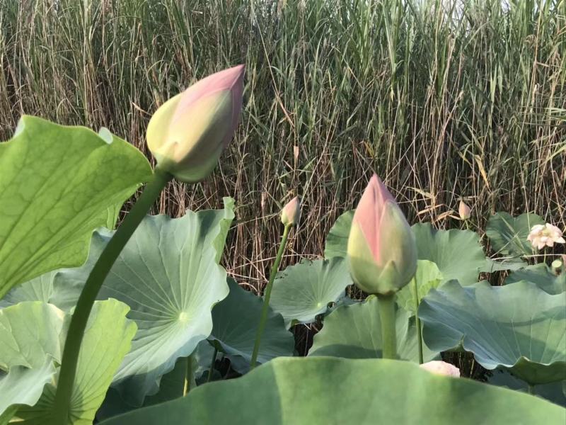 今年新出精品荷花新鲜莲花大量上市供应发货新品