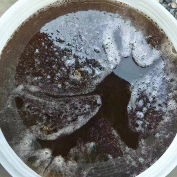 蜂蜜龙眼蜂蜜，一手货源，自产自销仅拿回人工费