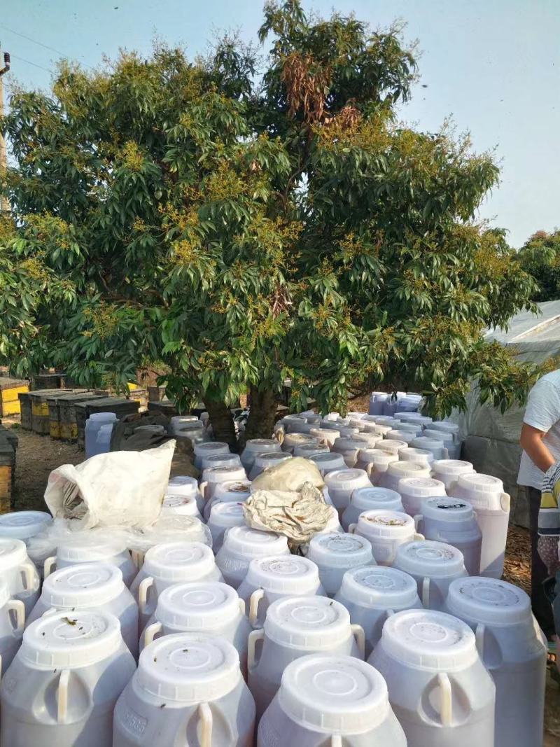 蜂蜜龙眼蜂蜜，一手货源，自产自销仅拿回人工费