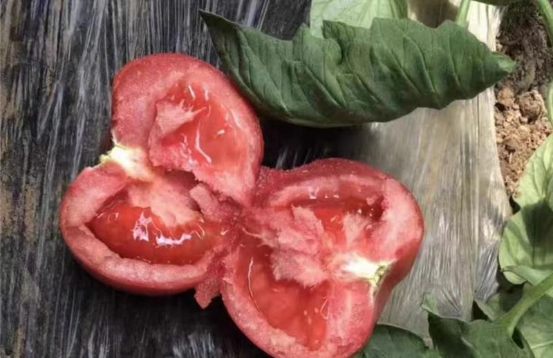 进口大果口感型粉西红柿苗沙瓤精品大粉番茄苗高抗病易活