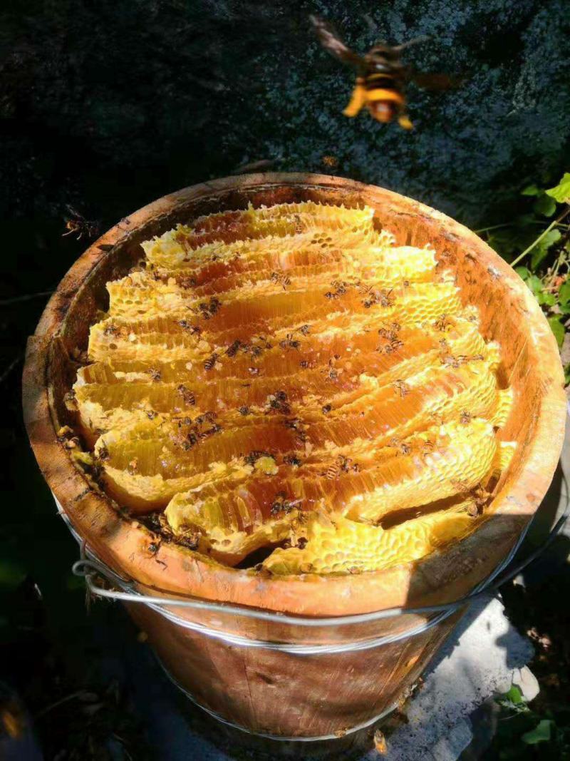 圆桶蜂巢蜜！传统养殖法，连桶带巢蜜发货！