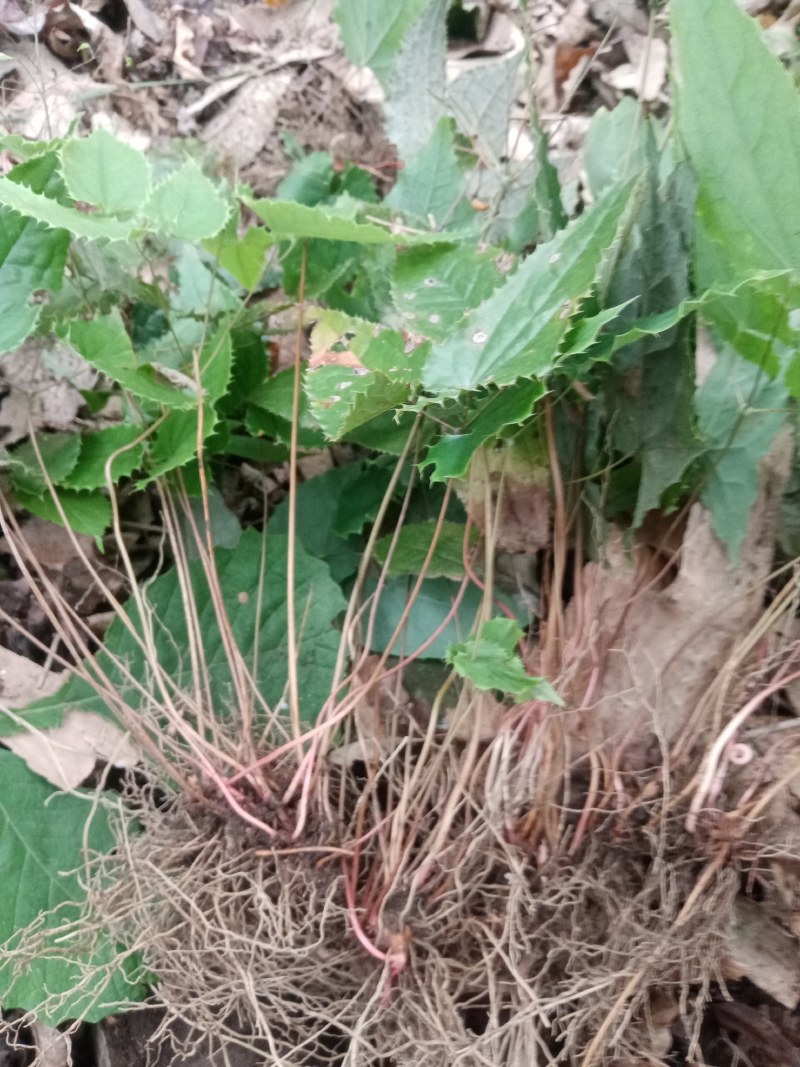 甘肃柔毛淫羊藿种苗老根种苗产地直发高含量25年提前预