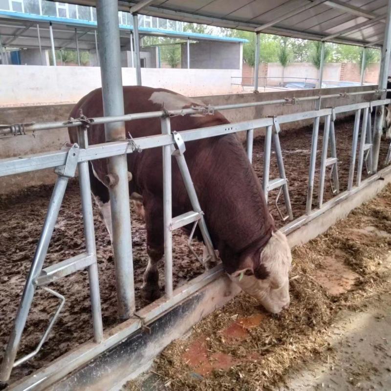 河北张家口肉牛活牛质量保障量大从优欢迎订购