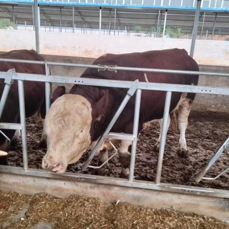 河北张家口肉牛活牛质量保障量大从优欢迎订购