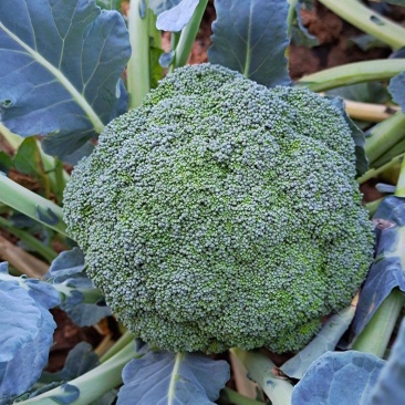 耐寒优秀西兰花苗耐热炎秀西蓝花苗寿光批发质量好