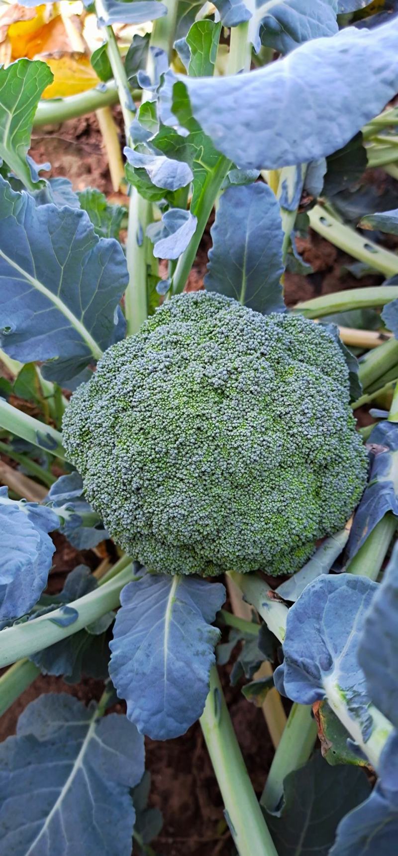 耐寒优秀西兰花苗耐热炎秀西蓝花苗寿光批发质量好