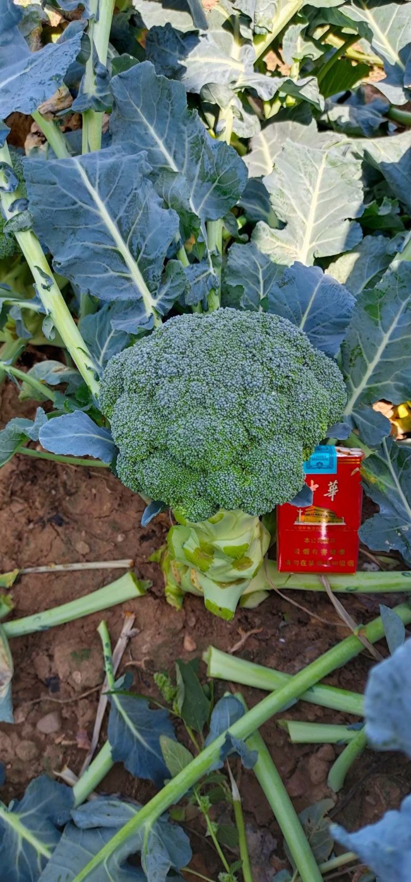 耐寒优秀西兰花苗耐热炎秀西蓝花苗寿光批发质量好