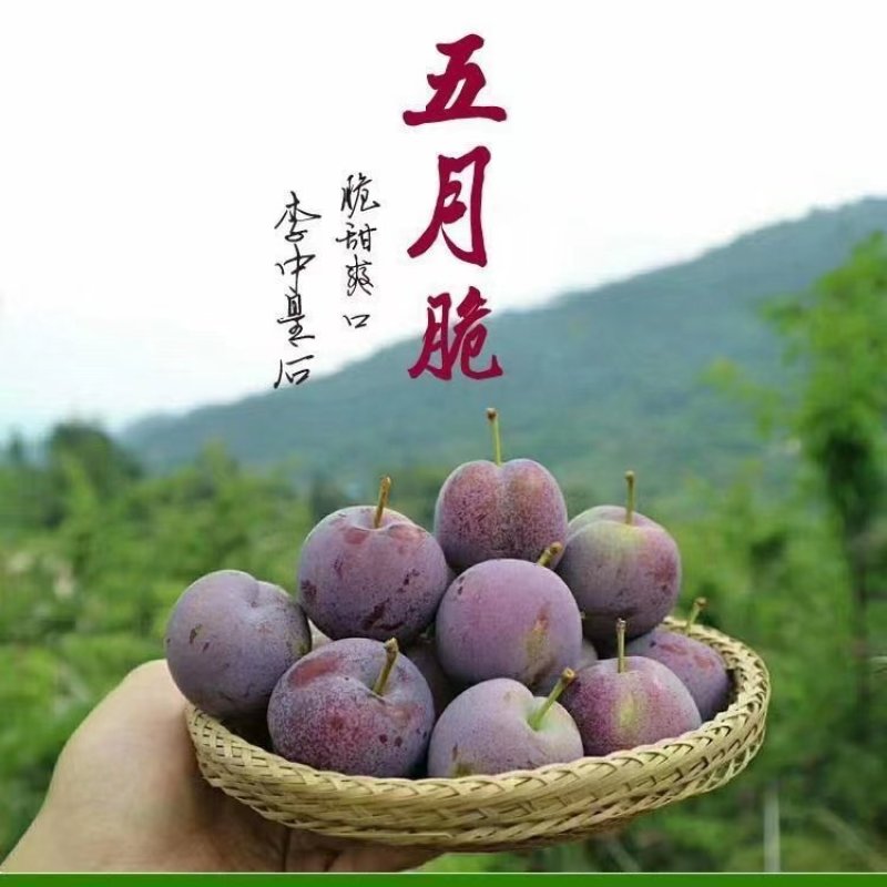 成都本地预约脆李子即将上市了，需要的老板欢迎在一亩田上联