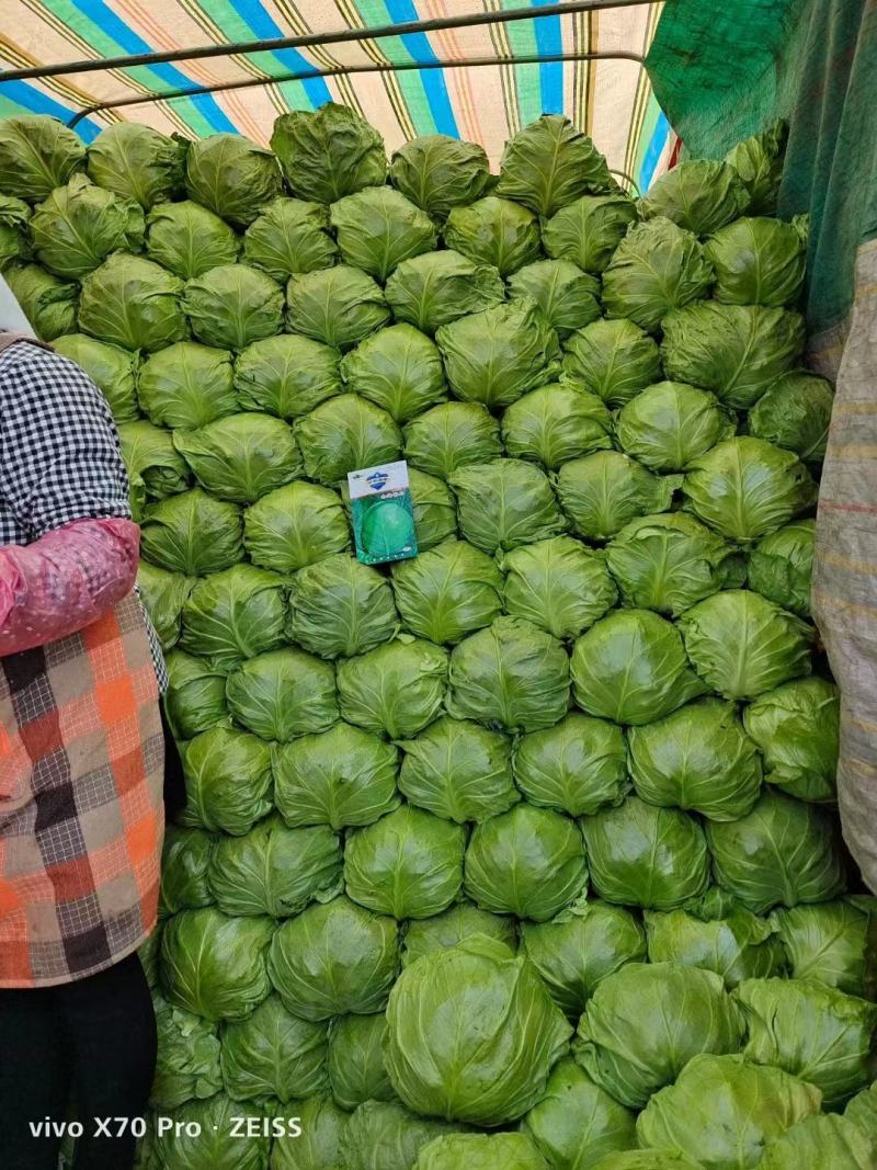 包菜苗绿甘蓝黄心大头菜苗紫甘蓝苗软包卷心菜苗厂