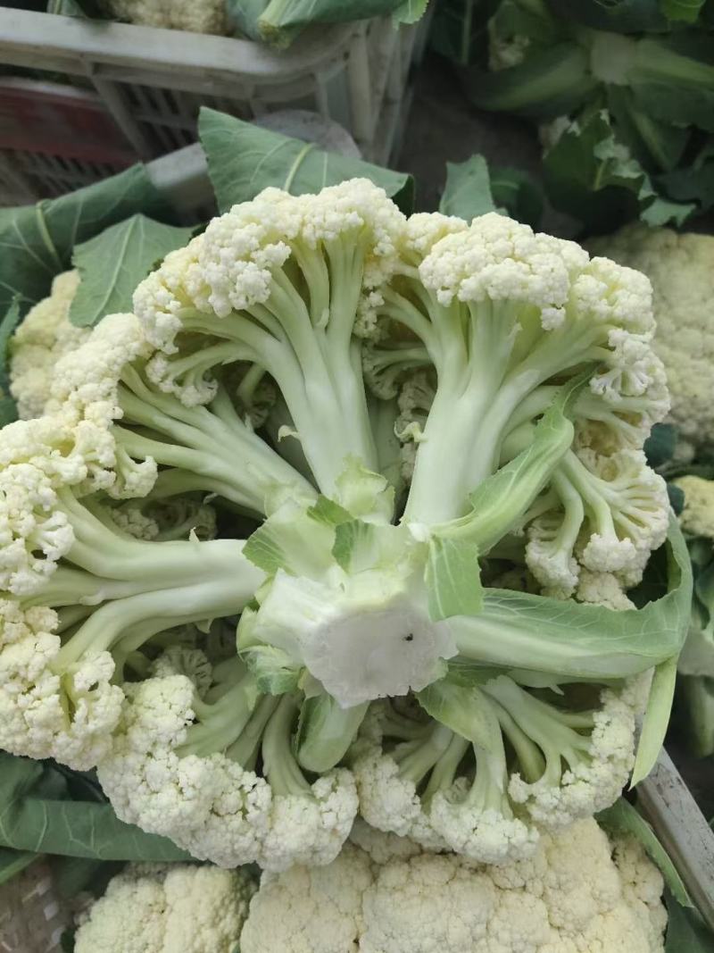 65天75天80天有机松花菜苗青梗菜花有机花椰菜苗批发
