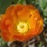 仙人掌片养胭脂虫