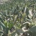 仙人掌片养胭脂虫