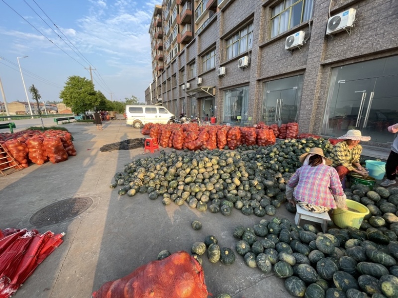 湖北南瓜，精品南瓜，板栗南瓜大量上市一手货源实力代办一条龙