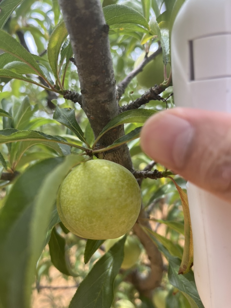 云南蜂糖李大量上市，口感纯甜，个大，各种规格，按需配货