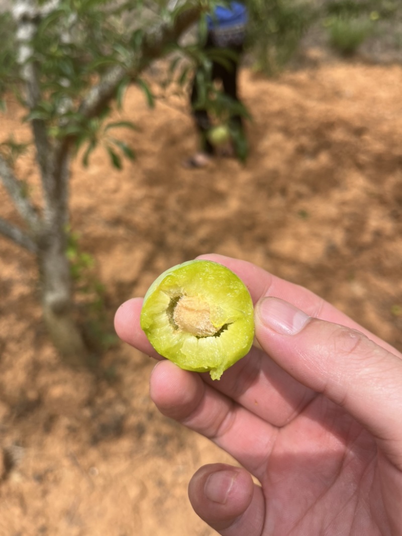 云南蜂糖李大量上市，口感纯甜，个大，各种规格，按需配货