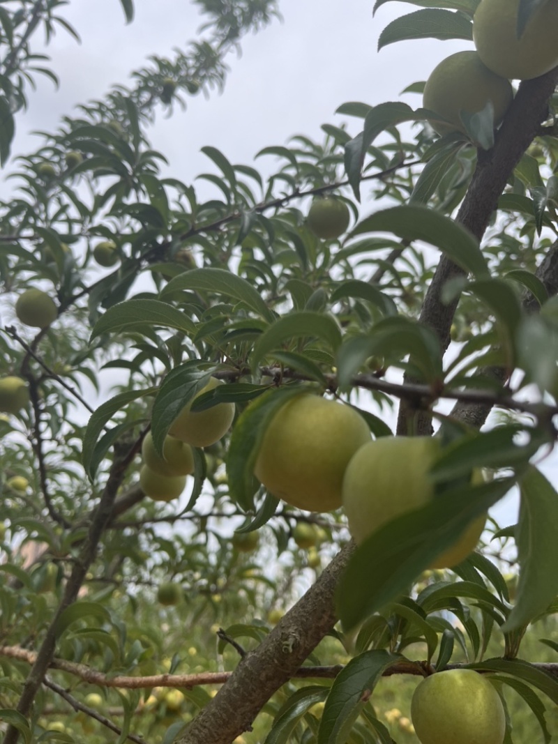 云南蜂糖李大量上市，口感纯甜，个大，各种规格，按需配货