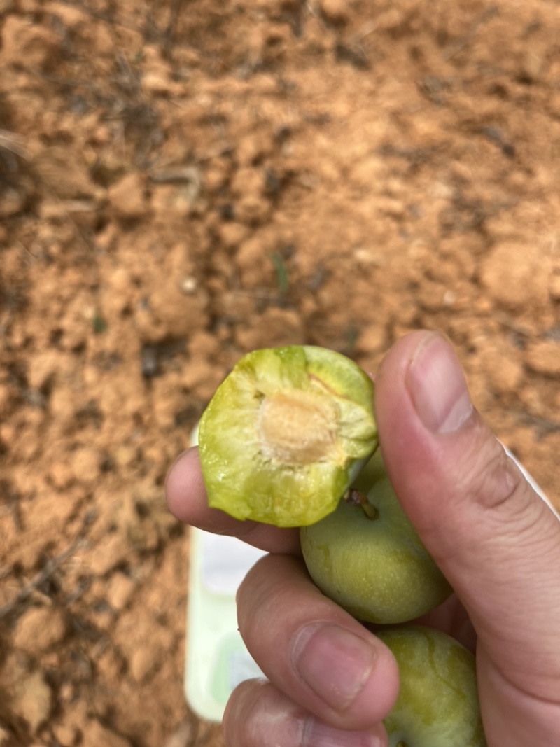 云南蜂糖李大量上市，口感纯甜，个大，各种规格，按需配货