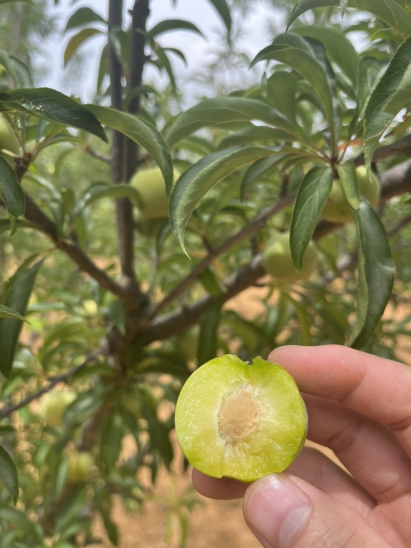 云南蜂糖李大量上市，口感纯甜，个大，各种规格，按需配货