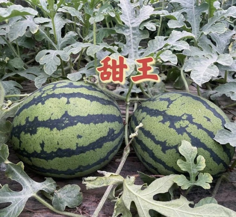 【甜王西瓜】保定清苑区西瓜大量上市，一手货源欢迎咨询