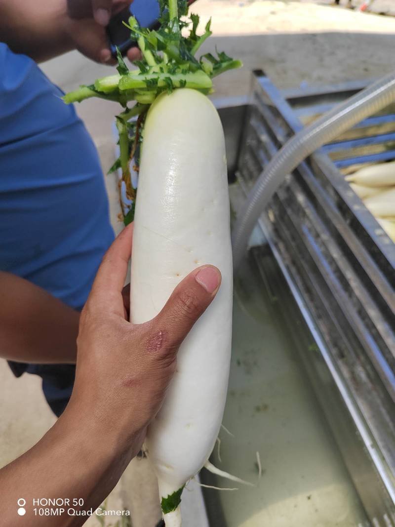 精品大萝卜，大量上市，需要联系！！！！！！！