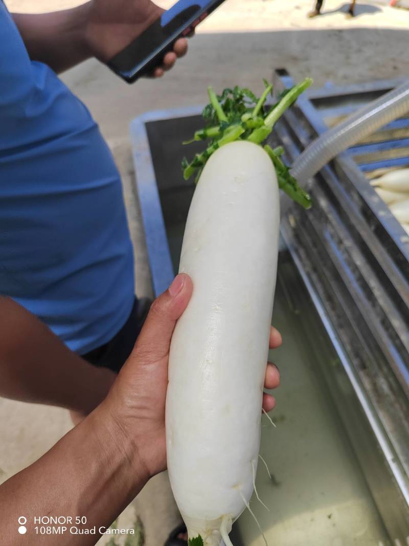 精品大萝卜，大量上市，需要联系！！！！！！！