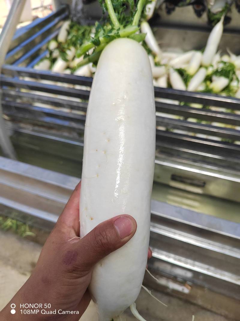 精品大萝卜，大量上市，需要联系！！！！！！！