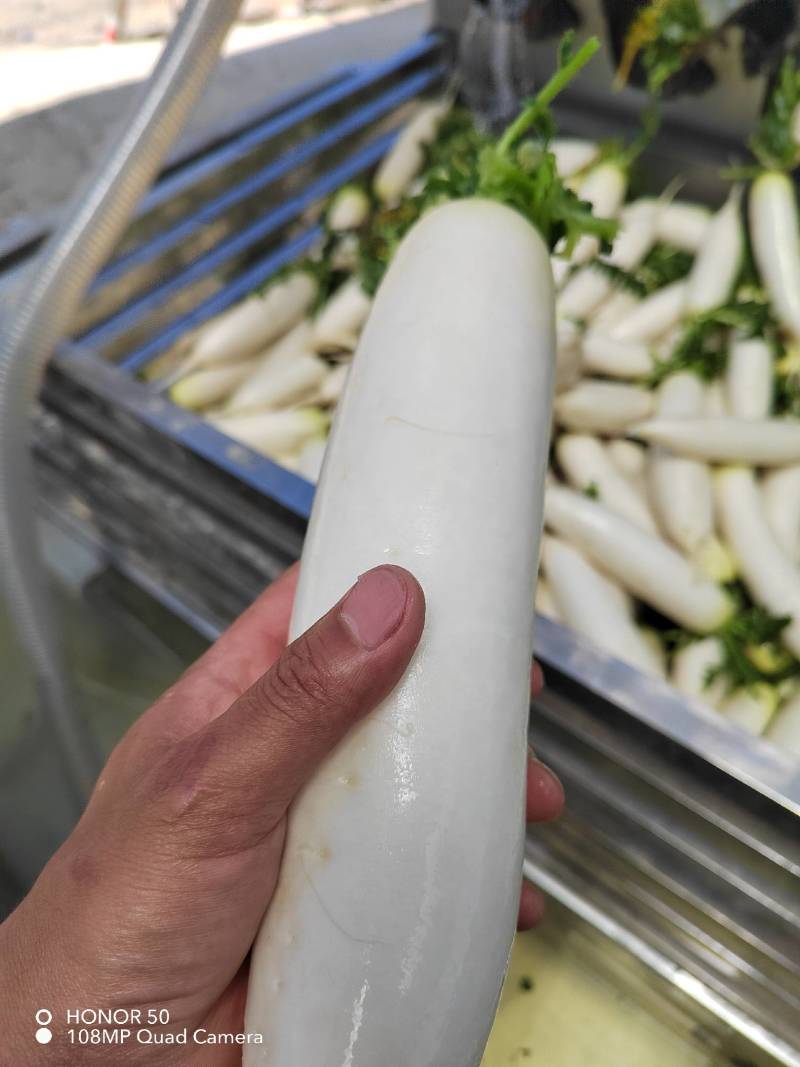 精品大萝卜，大量上市，需要联系！！！！！！！