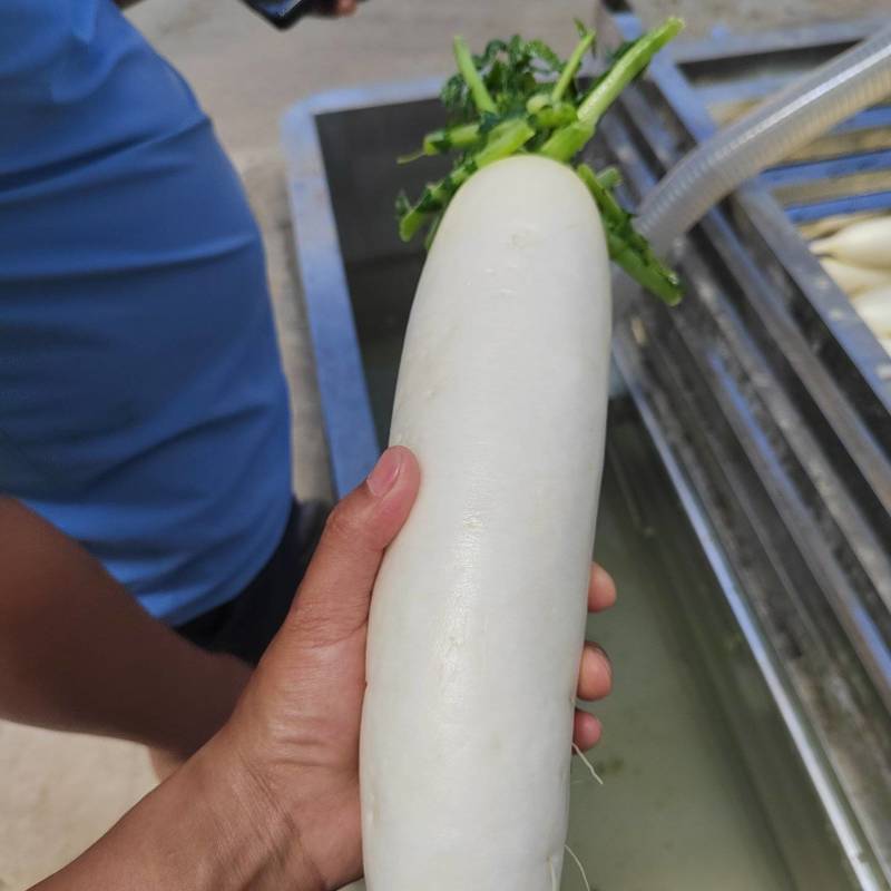 精品大萝卜，大量上市，需要联系！！！！！！！