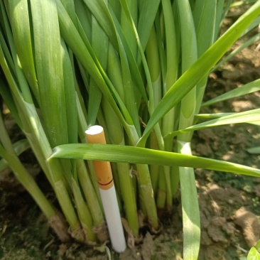 精品移栽大叶粗根头刀