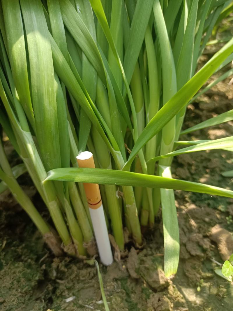 精品移栽大叶粗根头刀